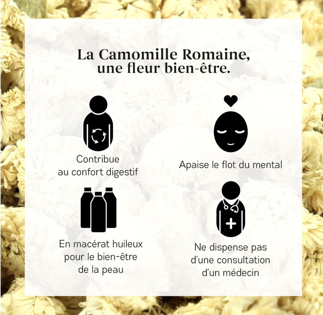 Infusion Camomille Romaine - Fleur de bien-être