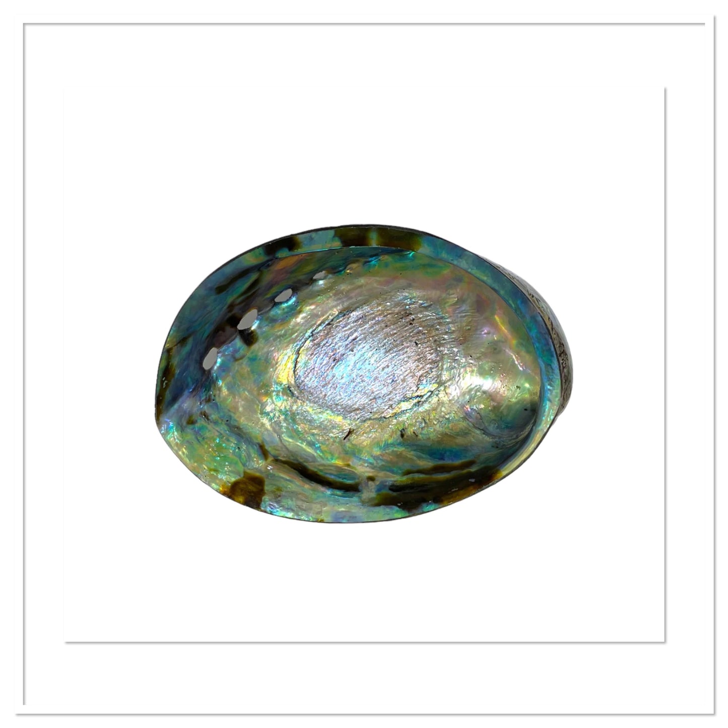 Coquille d’ormeau - Porte encens