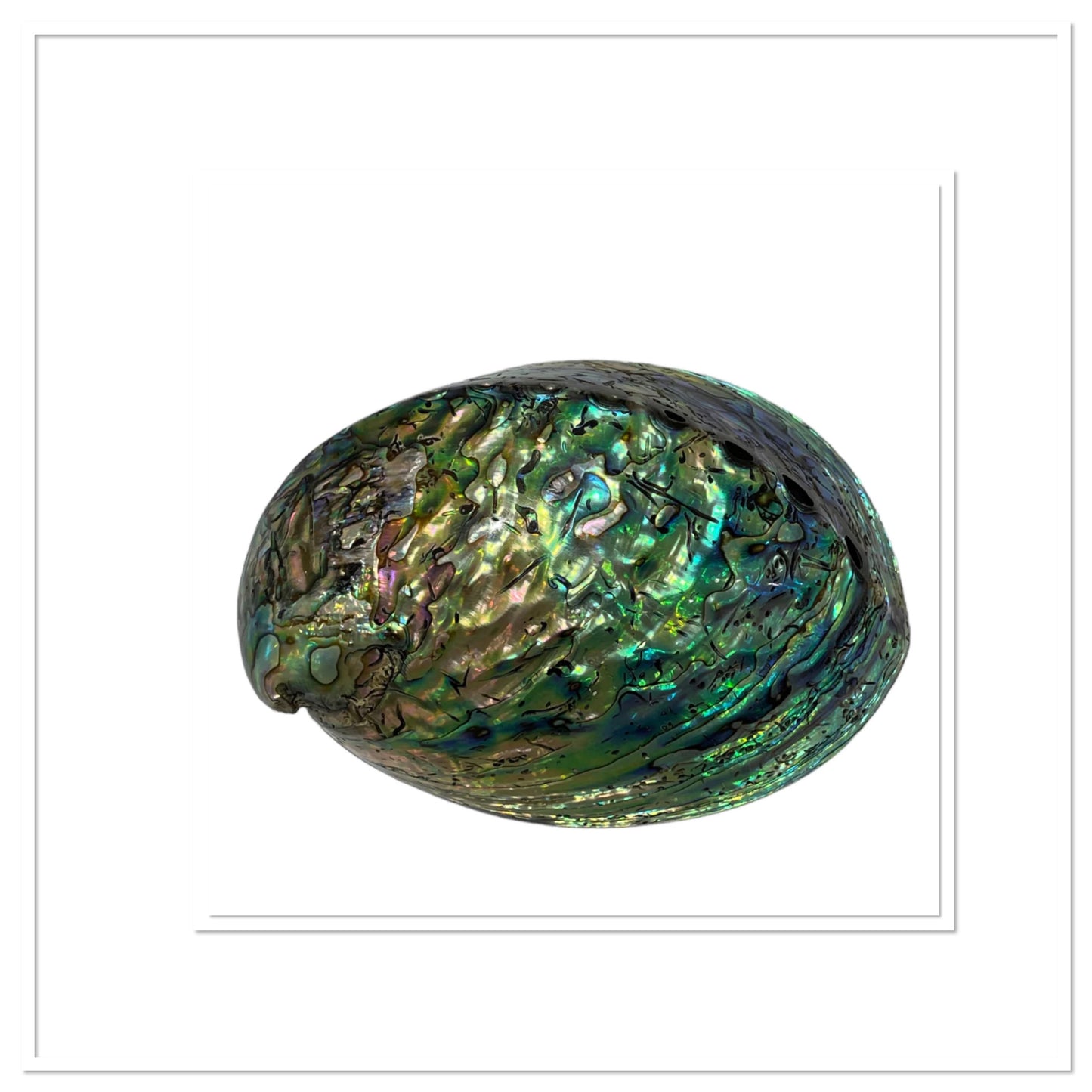 Coquille d’ormeau - Porte encens