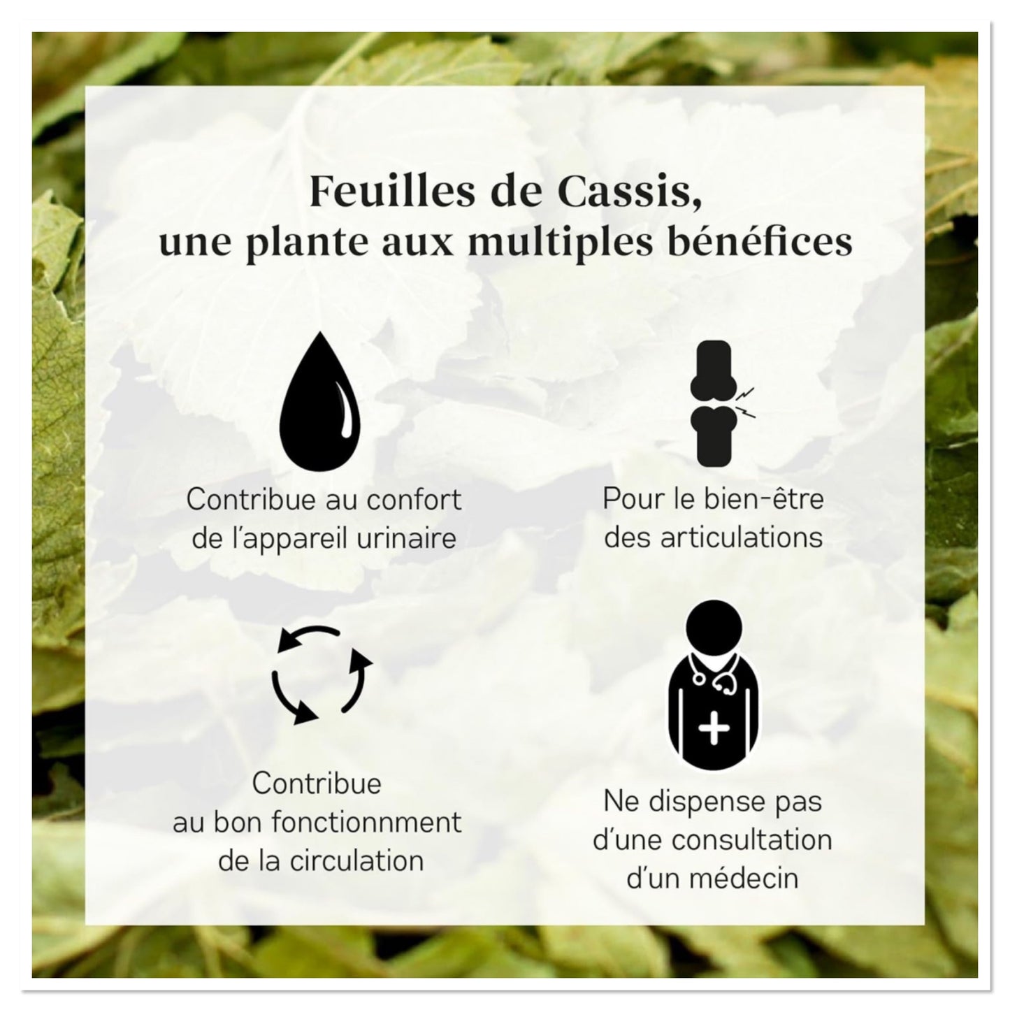 Infusion feuilles de Cassis - plante aux multiples vertus