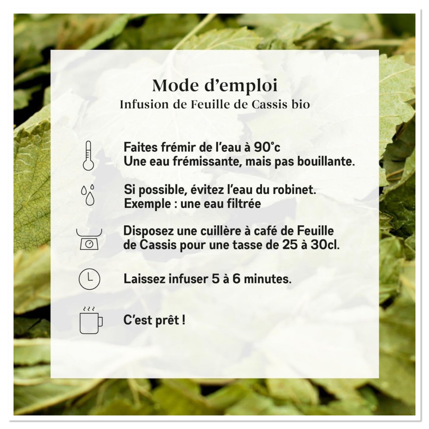 Infusion feuilles de Cassis - plante aux multiples vertus
